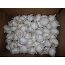 2016 New Fresh White Garlic